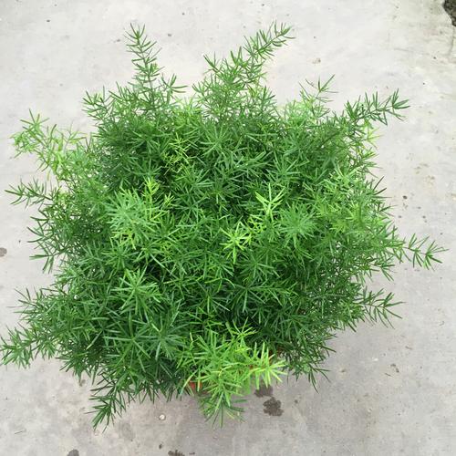 天门冬养护方法,天门冬盆栽养护方法