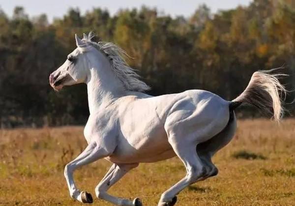 赵云三国名马排行,三国十大名马马超的马