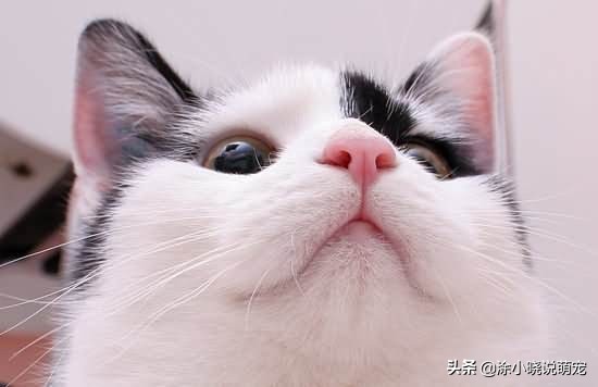 宠物鼻子湿的好还是干的,幼犬鼻子干热怎么回事