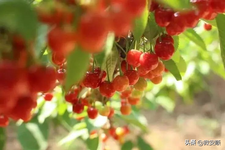 你好！我叫安顺，这是我2021最新简历