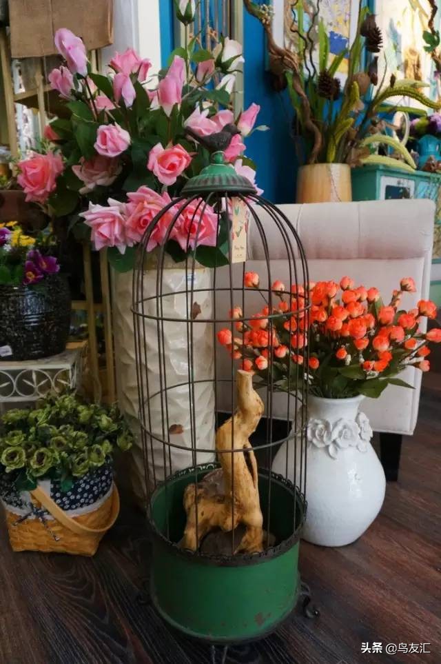 鸟窝为何这么干净,鸟窝怎样可以让鸟很喜欢