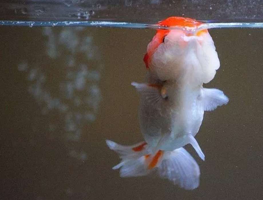 红顶虎金鱼,红顶虎金鱼视频