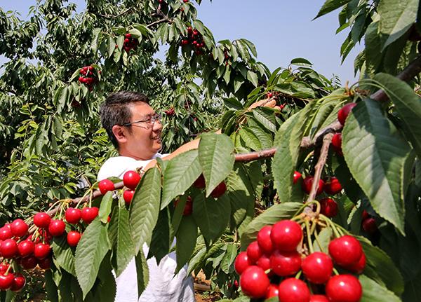 樱桃好吃减脂做法,樱桃最漂亮的吃法