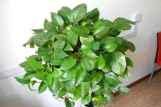 绿萝黄叶什么原因用什么办法解决,绿萝黄叶的原因及解决方法