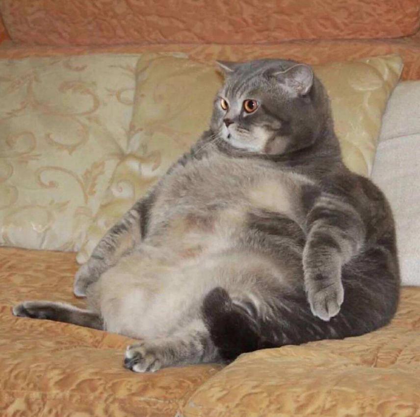 加菲猫长不胖怎么办,加菲猫胖了视频