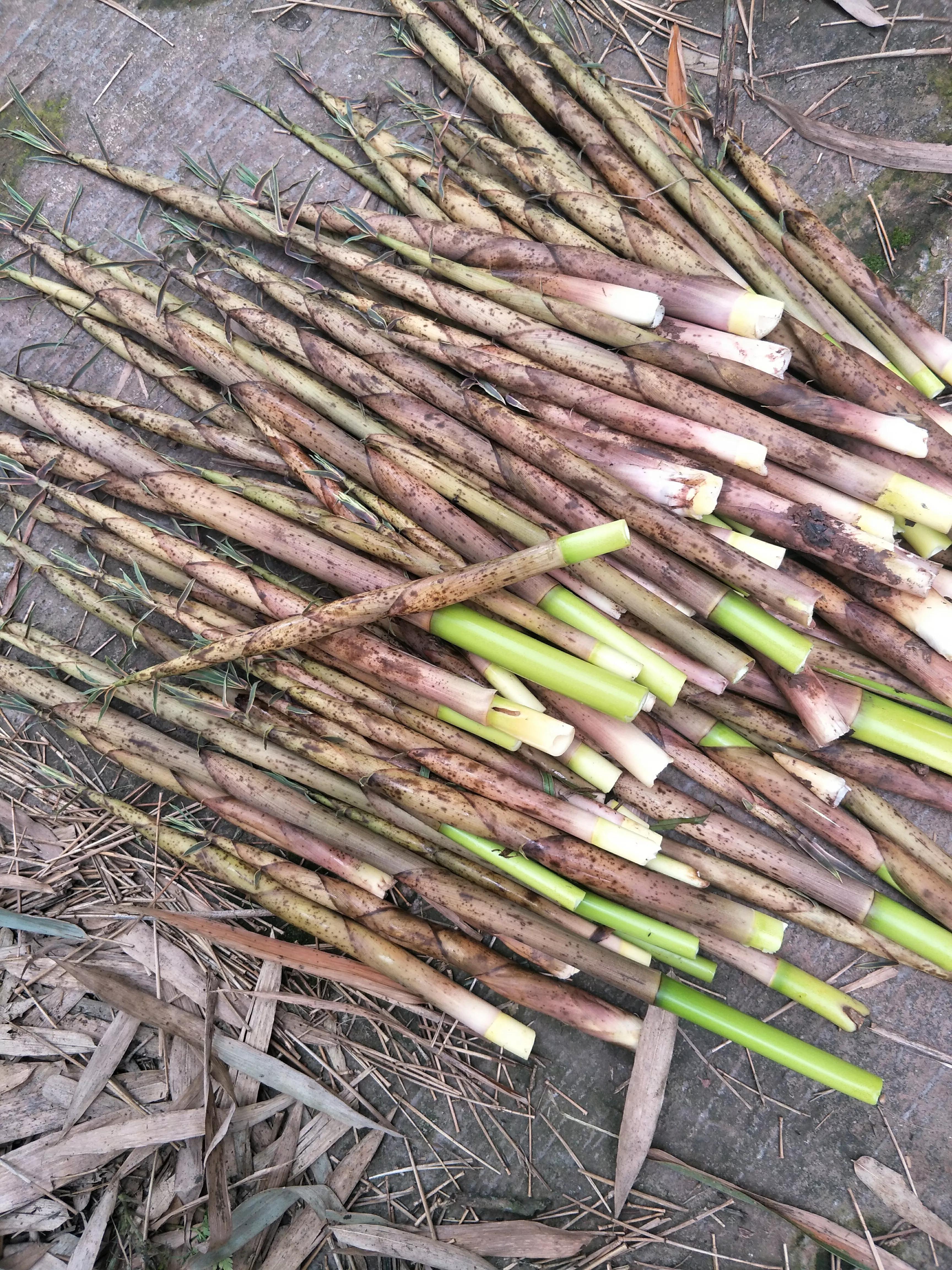 初夏,遇见我喜欢的斑竹笋