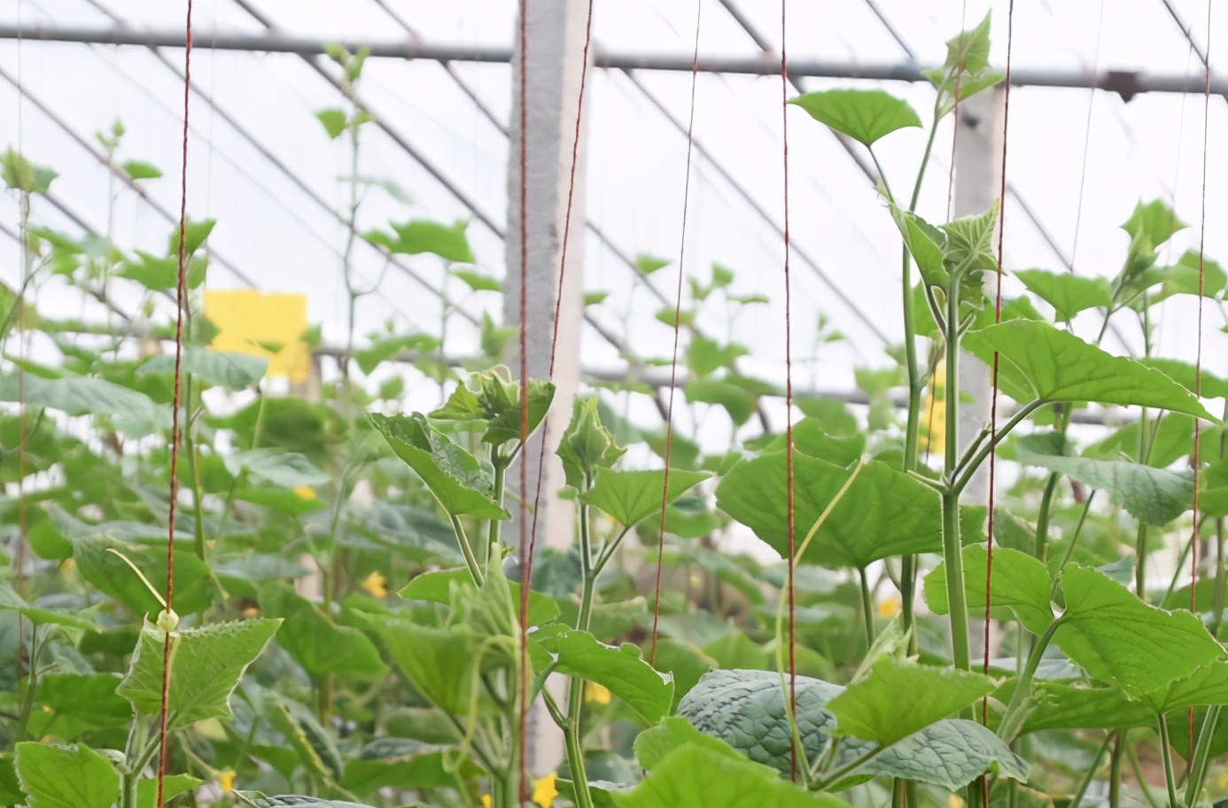 黄瓜出现了肥害和药害咋办,黄瓜叶片受了药害还能缓解过来吗