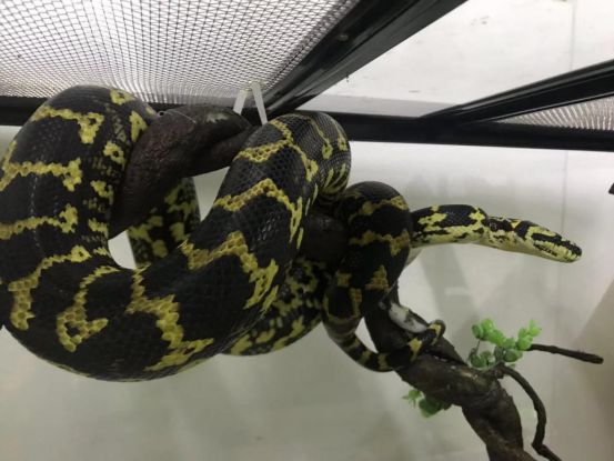 来自树梢上的艳丽-地毯蟒