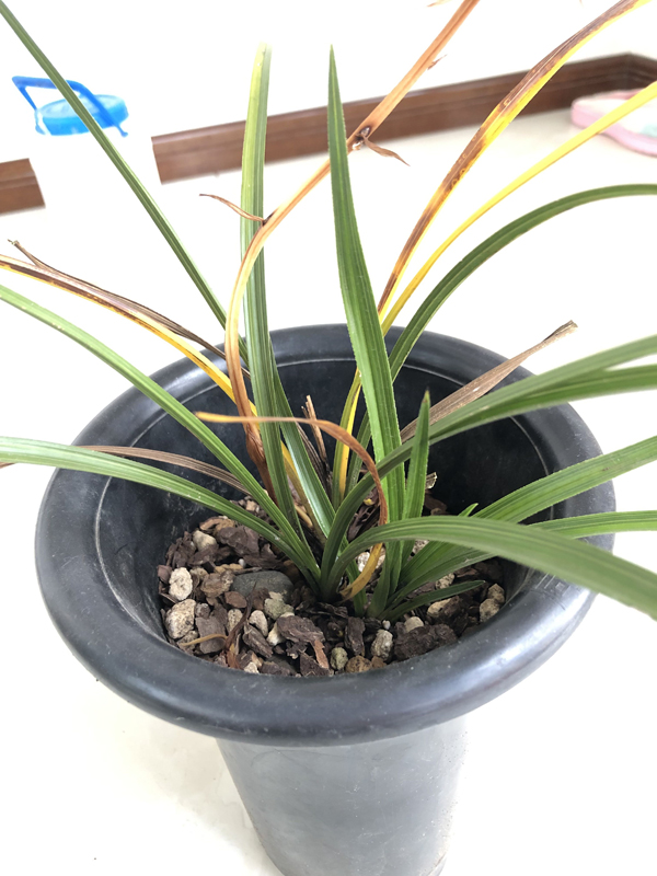 兰花黄叶枯萎的原因和解决方法,兰花叶片发黄原因及解决方法