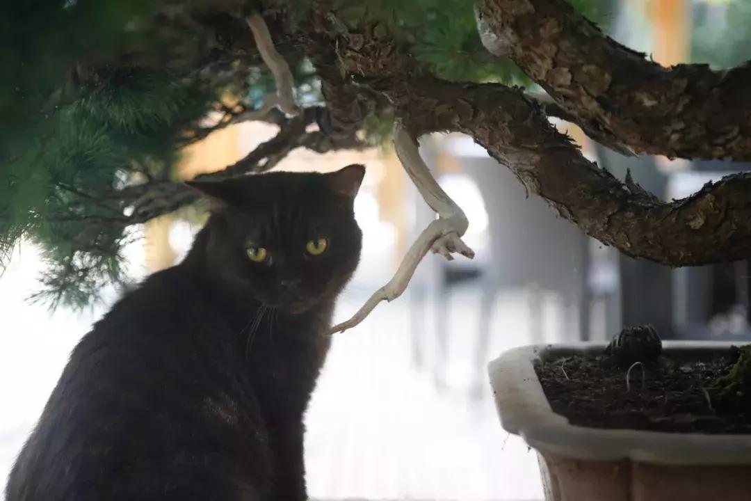 年纪大了老忘事语言表达也不利索,年龄大了忘事怎么办视频