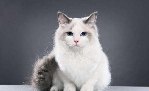 布偶猫为什么被猫界嫌弃,比布偶猫更漂亮的仙女猫