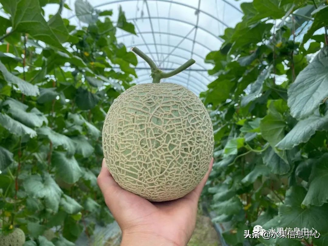 海南水果都有哪些品种图片及名称,海南水果上市时间表赶快收藏吧