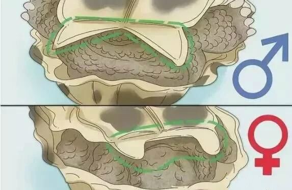 乌龟是怎么繁殖和养育后代的,刚破壳的小乌龟怎样分雌雄