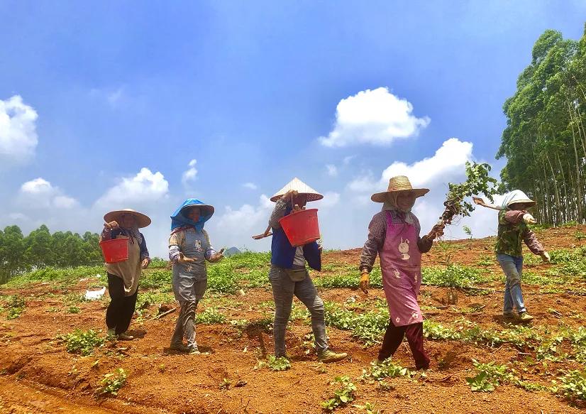 这个村子真美图片,村子里的风景真美