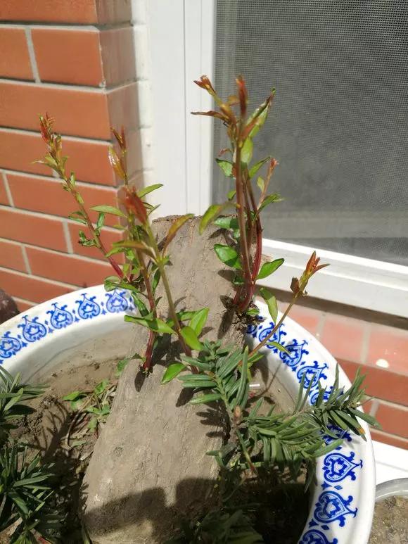 一根枝条插土里怎么生根,下山老桩扦插生根最快方法