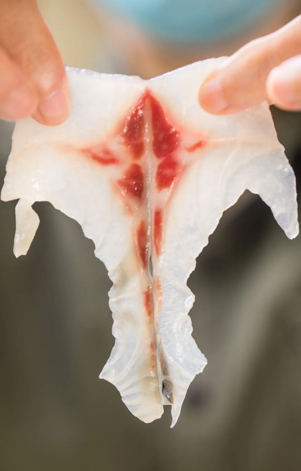 广州好吃的脆肉鲩鱼火锅,顺德人不多的鱼生