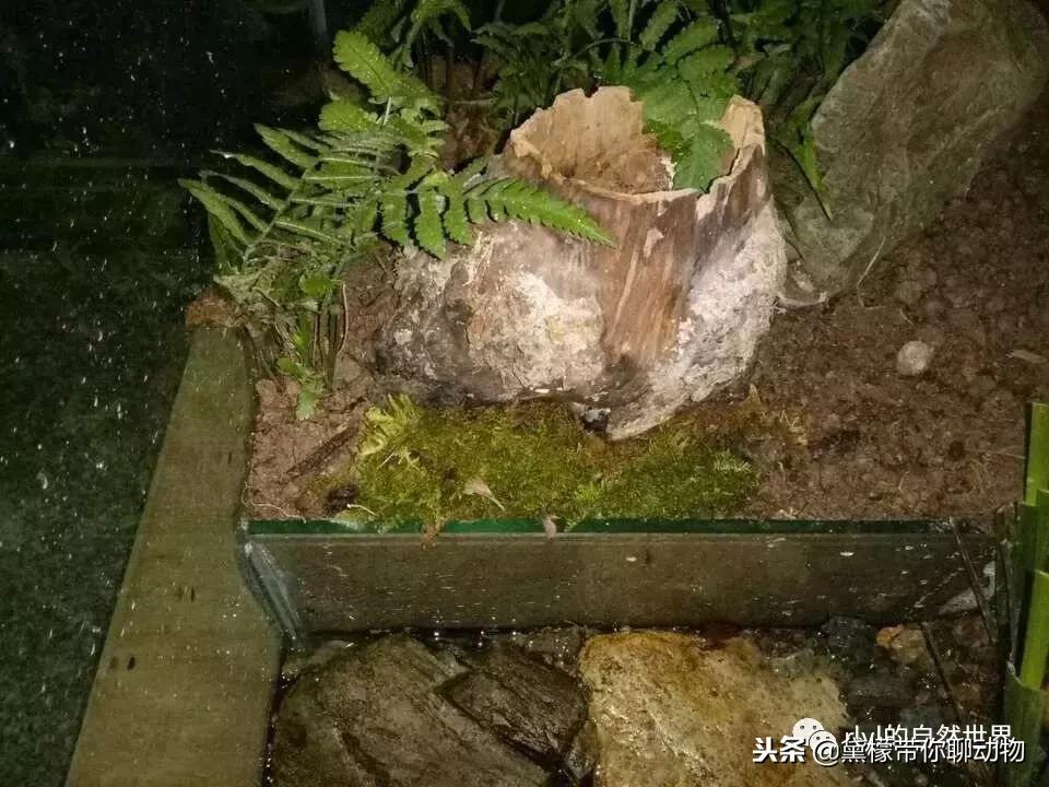 丛林造景黄缘龟池设计图大全,龟宝宝黄缘龟生态缸造景教程