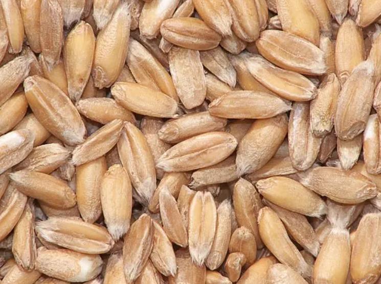 不吃主食减肥的你请看过来,不吃主食的减肥方式你还在坚持吗