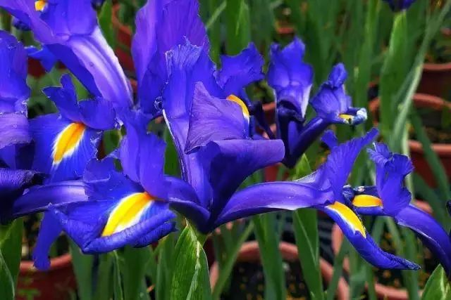 比较好听的植物名字大全,独具一格的植物名字怎么取