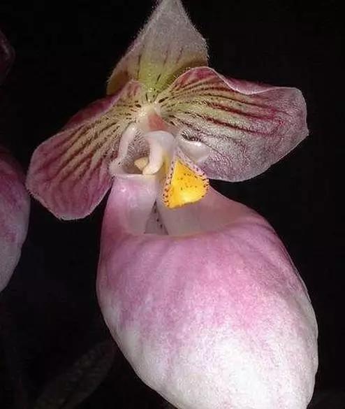 世界上有多少种花朵罕见 (最罕见的十大花朵排行榜)