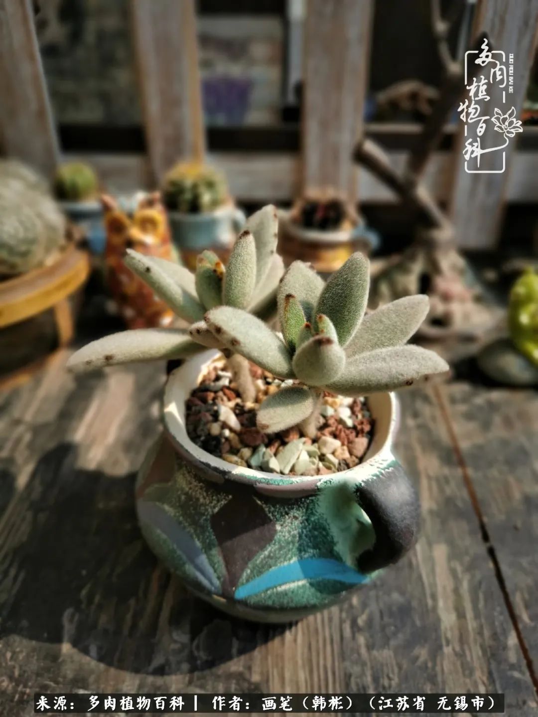 阳台多肉花园简直美翻了,适合男生养的多肉