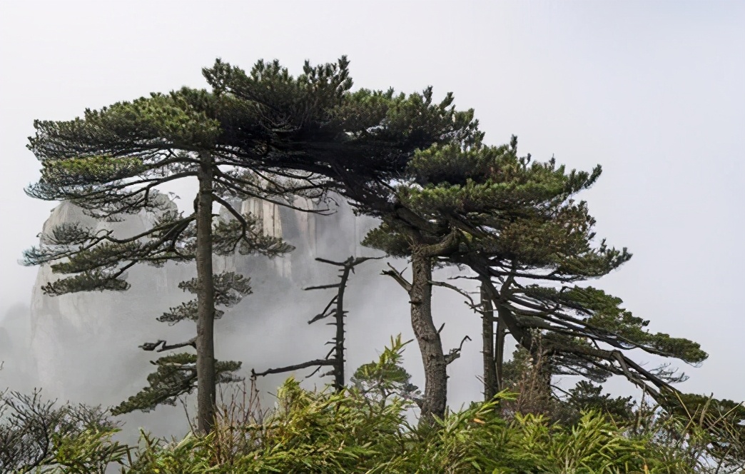 凌寒古诗,松柏诗句古诗四句