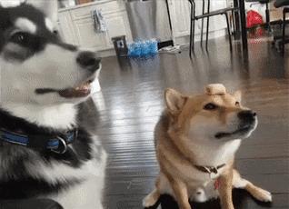 狗吃醋起来比男朋友还难哄,狗子这才是哄女朋友的正确方式