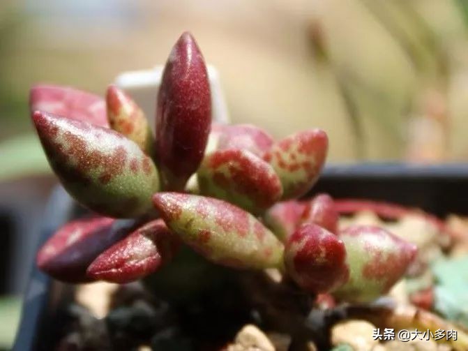 水泡海豹和粉海豹,水泡海豹种类大全大图