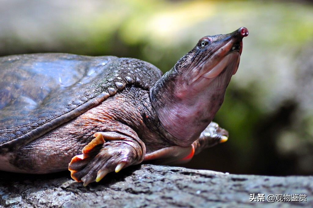 2-3厘米的乌龟一次喂食多少龟粮,养龟要怎么挑养好的乌龟