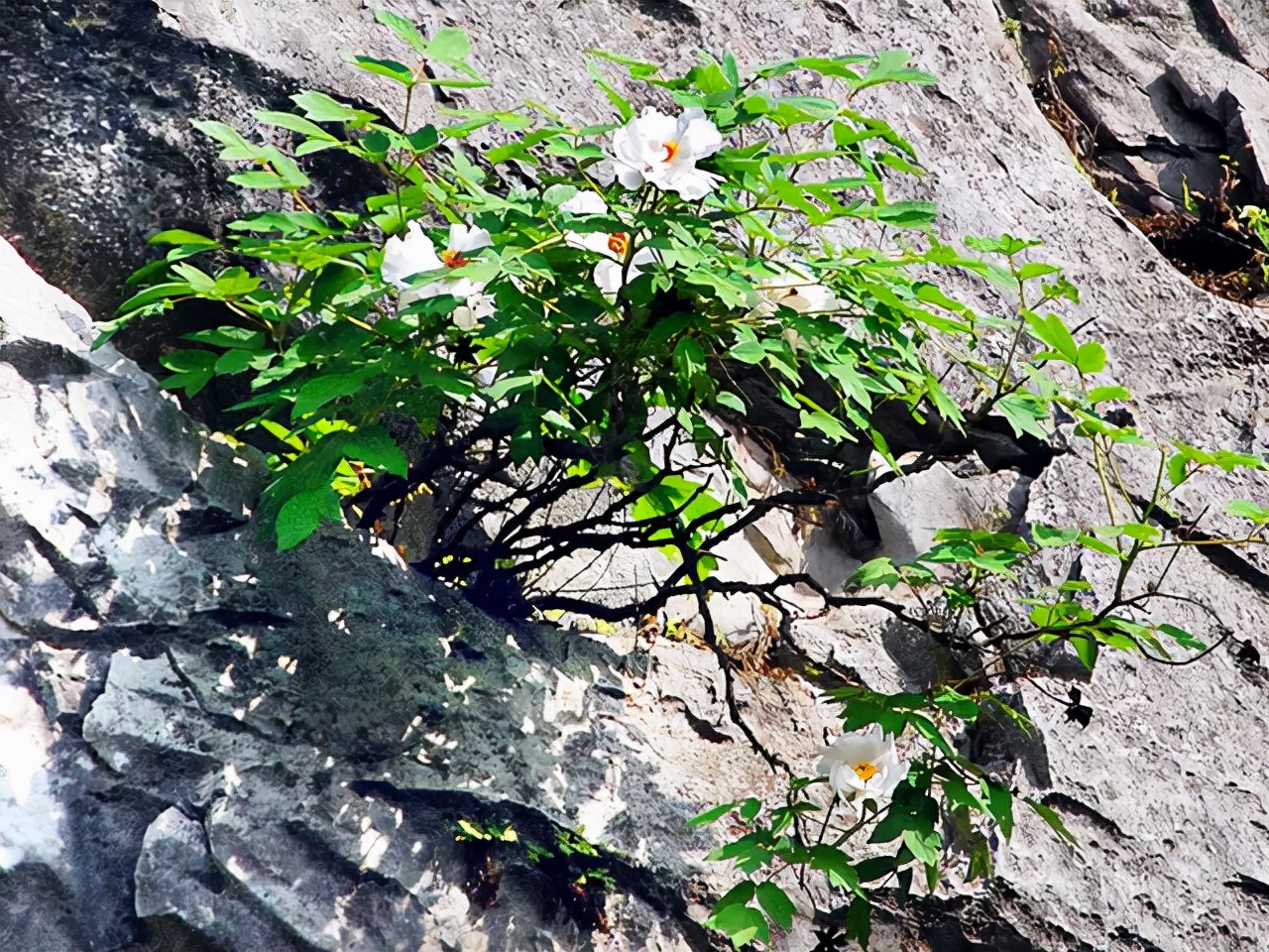 合肥这座山不属于黄山门票仅20元,合肥有座独一无二的山