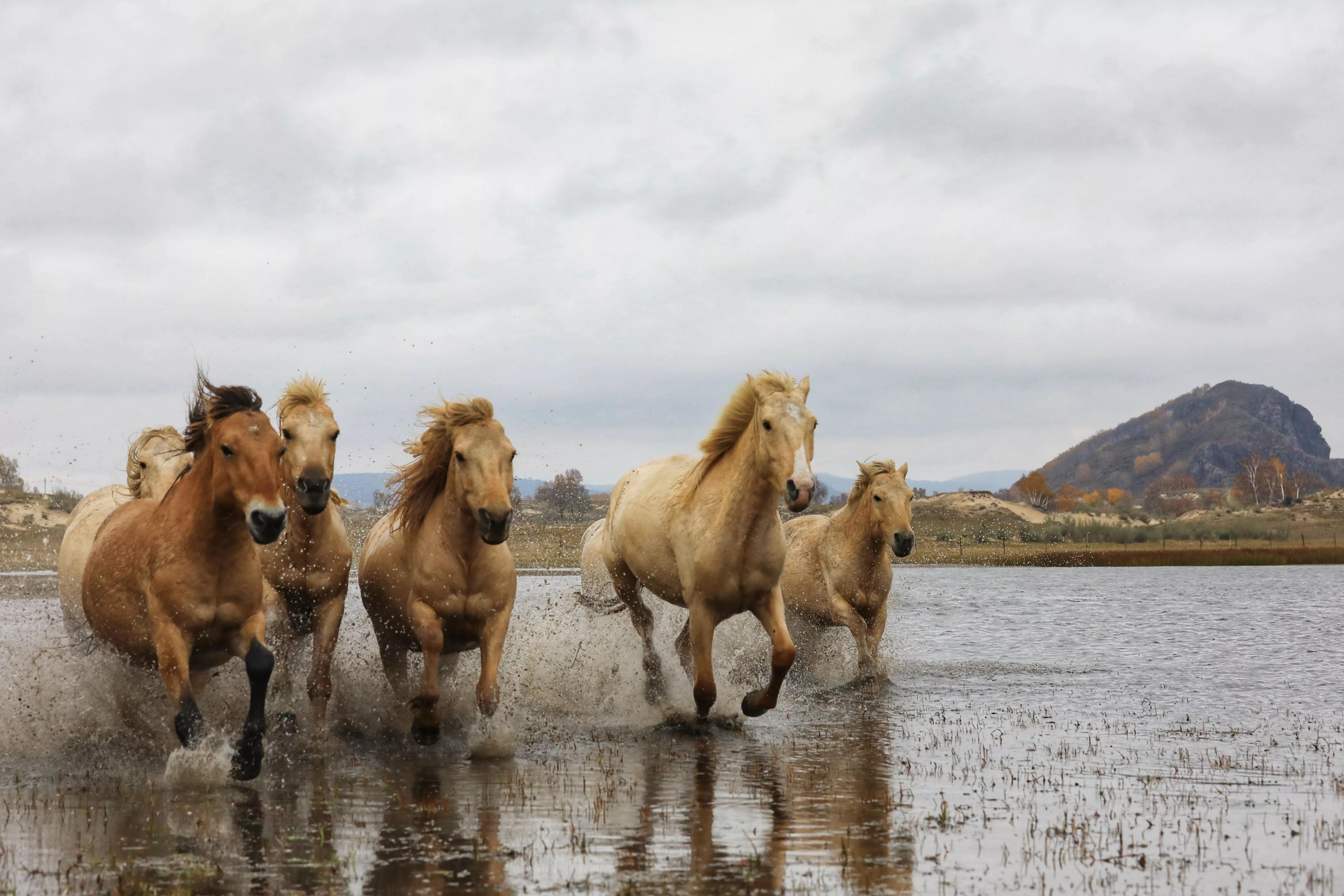 坝上秋色草原,坝上草原游记作文