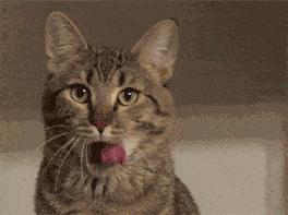 猫咪也会生气的视频,猫咪生气发怒哈气是怎么发出的