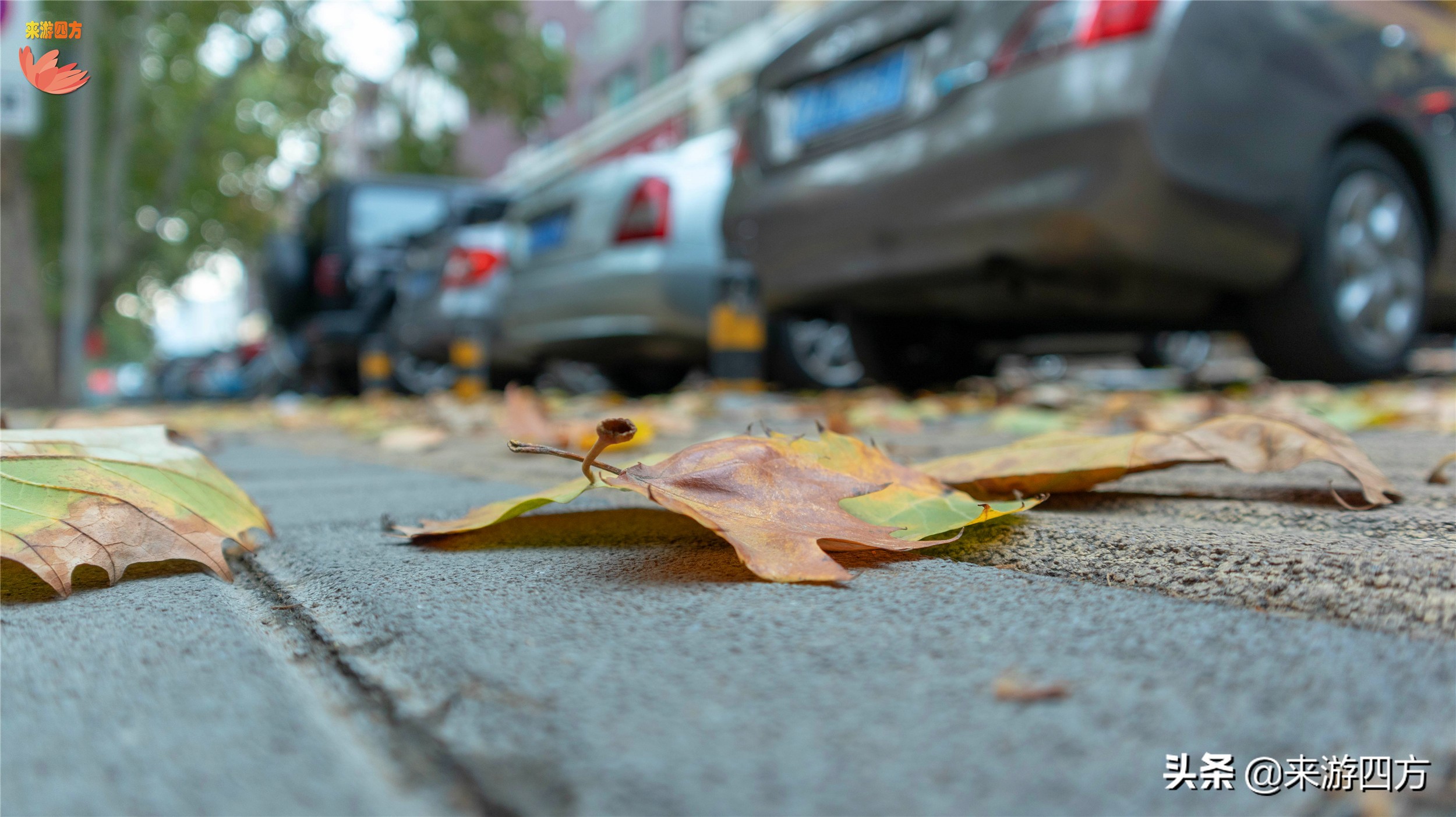 济南中山公园赏花,济南公园赏秋叶