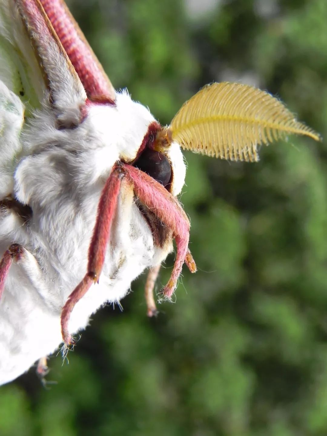 传说中的蛊虫真的有吗,传说中的扑棱蛾子