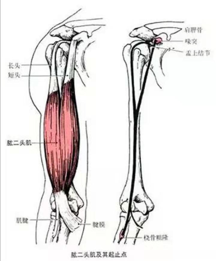 肱二头肌短头怎么练饱满,手臂太细了怎么练粗肱二头肌