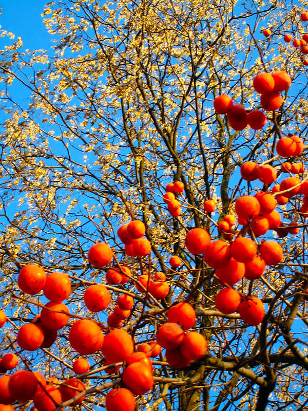 好多年前，家乡礼泉县的农民靠果业发了家，可是现在许多人挖果树