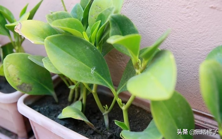 植物浇水浇的次数太多会怎样,植物浇水太多怎么补救