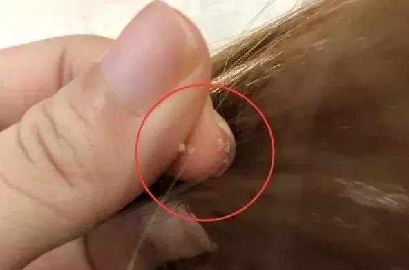 天天散着头发容易脱发吗,头发油了特别容易脱发