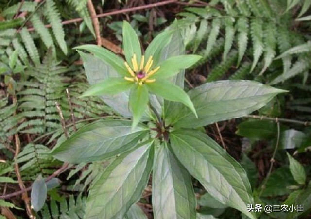 最珍贵的七叶一枝花,七叶一枝花价值5000万