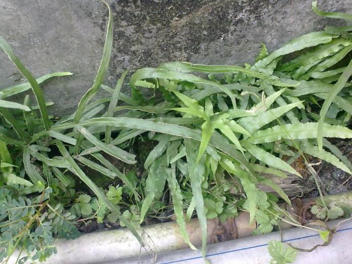 井栏边草别称凤尾蕨,凤尾蕨是多年生植物吗