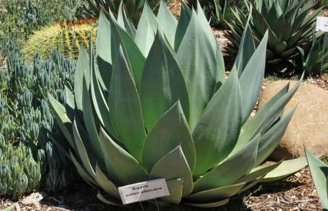 各个属相的幸运植物,十二属相的吉祥植物是什么