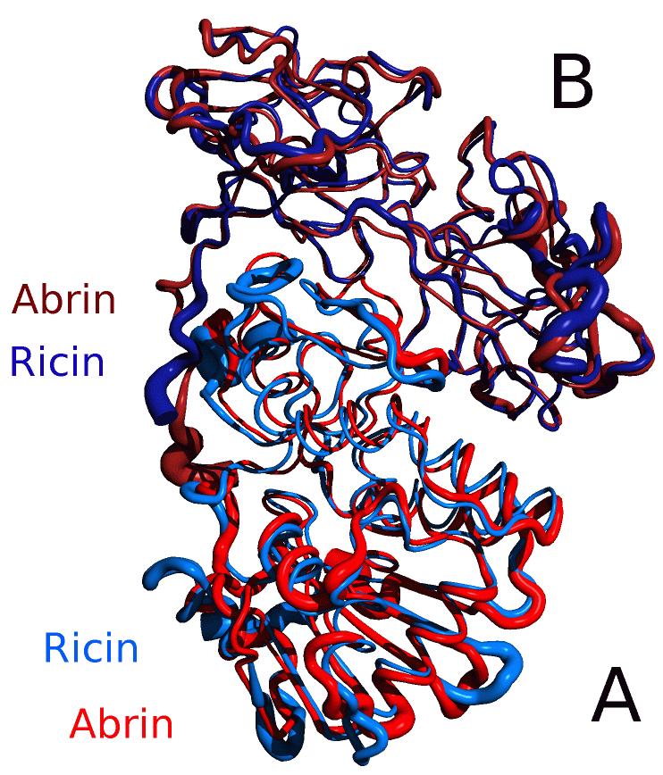 蓖麻子的籽是剧毒吗,蓖麻有毒的地方