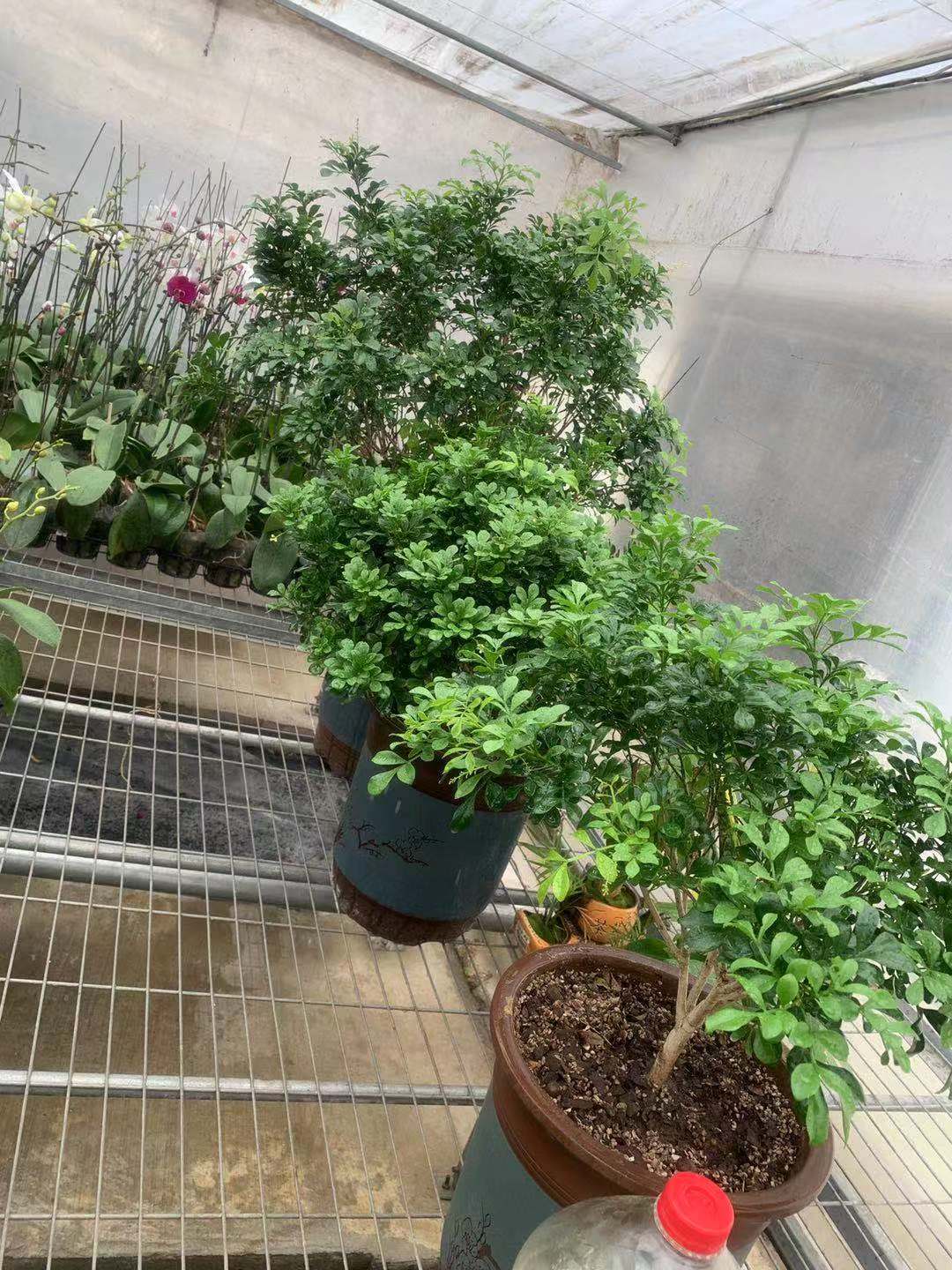 百度文库显示，七成以上花友困扰于米兰的胶泥土，该如何解决