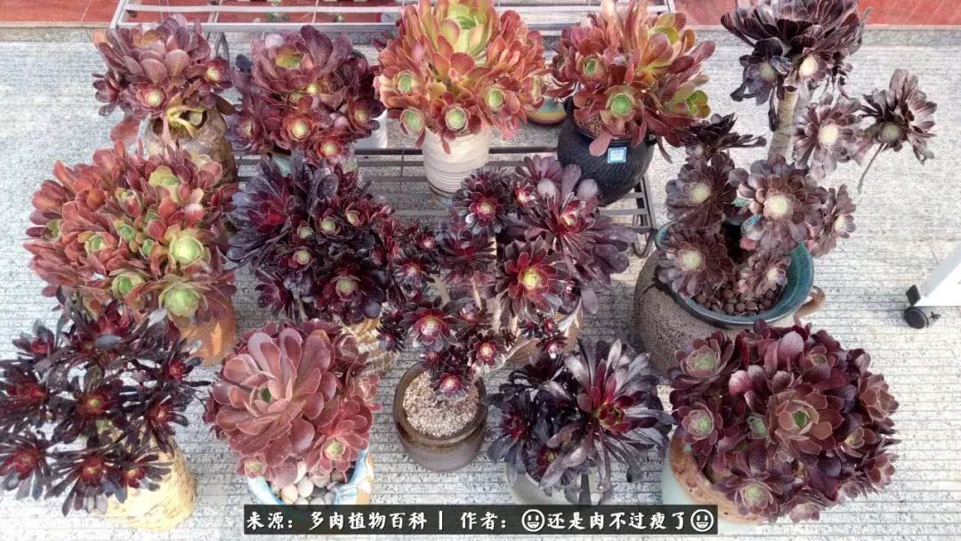 日照弘一法师,日照法师请师父