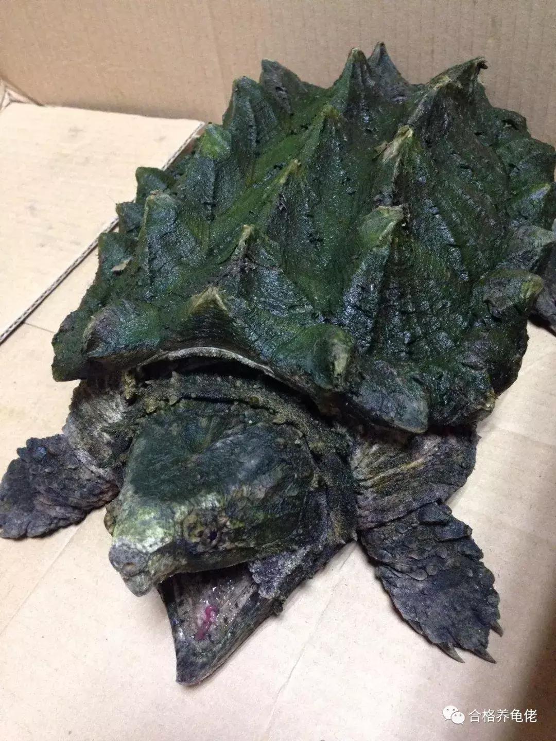 饲养龟类需要注意什么事项,乌龟种龟都需要过滤饲养吗