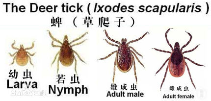 避免蜱虫上狗狗身上喷什么药,怎样预防狗狗被蜱虫咬后复发