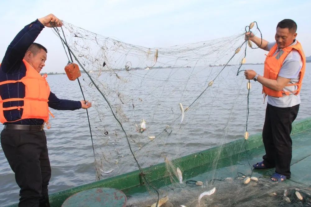 10℃是防线!非洲鲫鱼侵入三峡水库,6个月可繁殖1代,会泛滥吗?