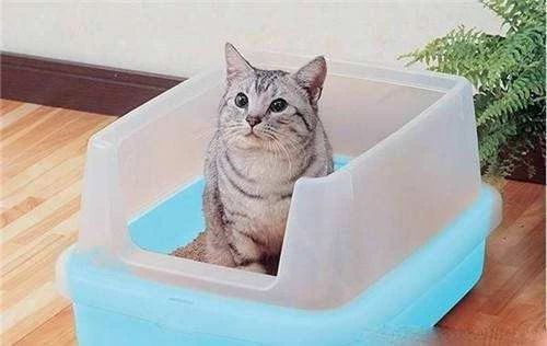 猫咪出现血便怎么办,家猫抓出血了怎样处理