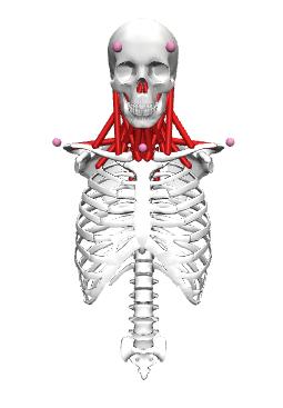肌骨模型,骨肌仿真模型