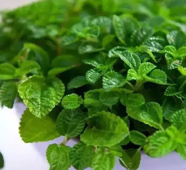 净化空气吸甲醛最好的花排名,什么花净化甲醛效果好